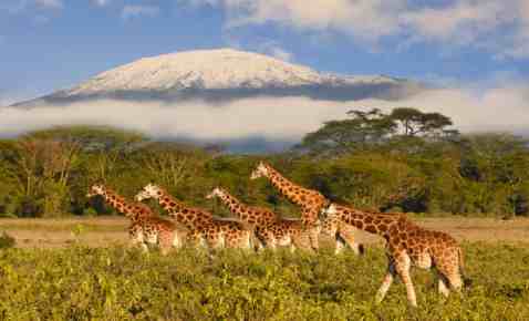 What is Kilimanjaro